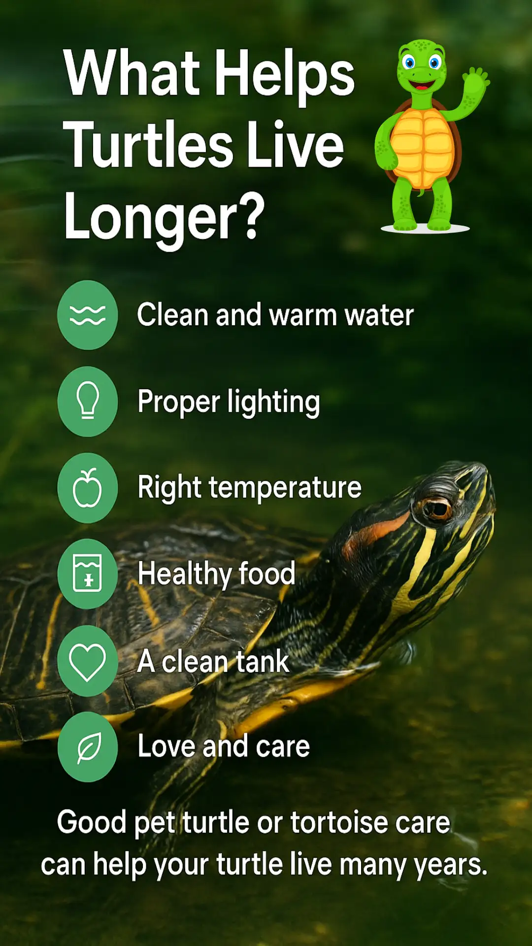 What Helps Turtles Live Longer Infographic image of What Helps Turtles Live Longer